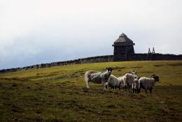 Grazing goats